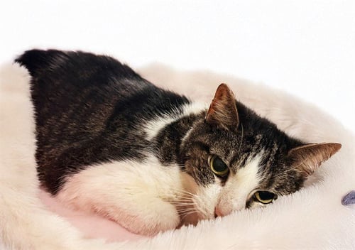 KIB - Domestic Short Hair for adoption in Hollywood