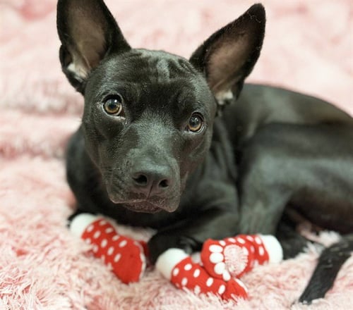 JASMINE - Labrador Retriever available for adoption