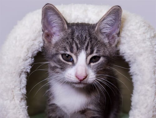 BANSHEE - Domestic Short Hair available for adoption