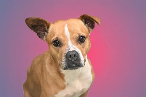 SANDY - Boxer for adoption in Davie