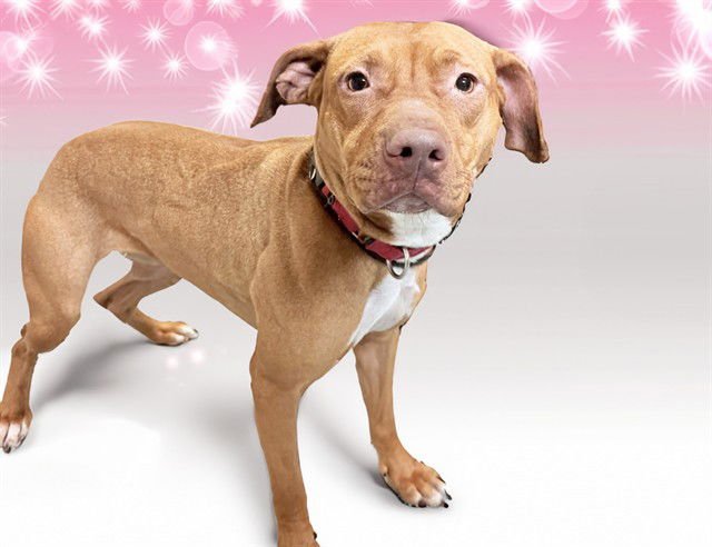 CICI - American Staffordshire Terrier available for adoption