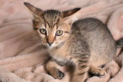 CHAI - Domestic Short Hair available for adoption