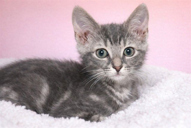 ASHLEY - Domestic Short Hair available for adoption