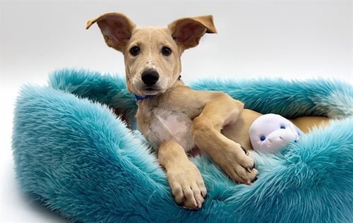 RODAS - Labrador Retriever available for adoption