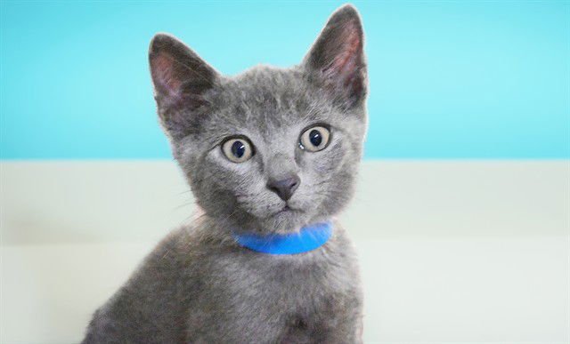 CHARLIE - Domestic Short Hair available for adoption