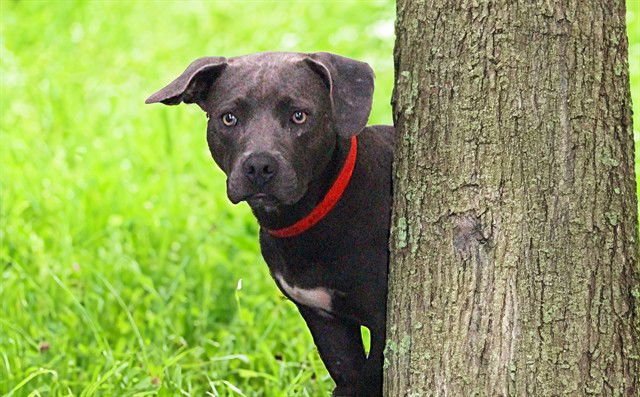 FRAPPE - American Pit Bull Terrier available for adoption