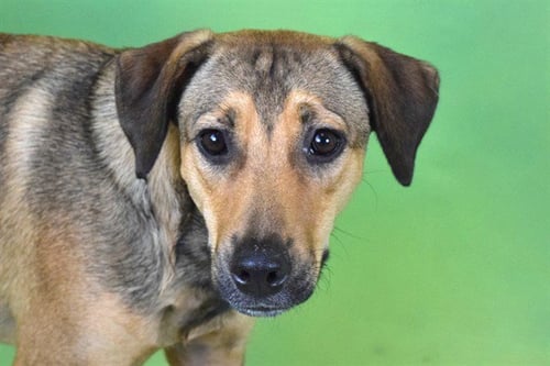 TOKYO - Labrador Retriever available for adoption