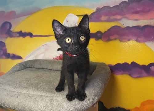 BERNIE - Domestic Short Hair available for adoption