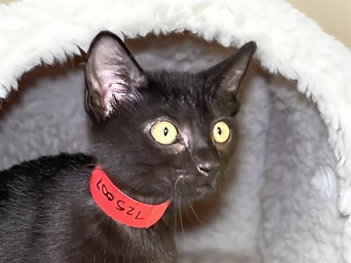 BERNIE - Domestic Short Hair available for adoption