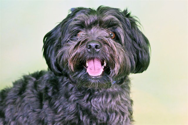 BRUNO Image