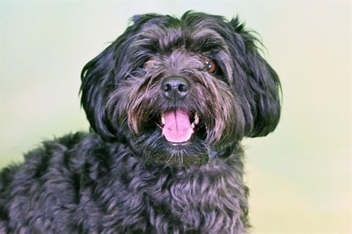 BRUNO - Havanese available for adoption