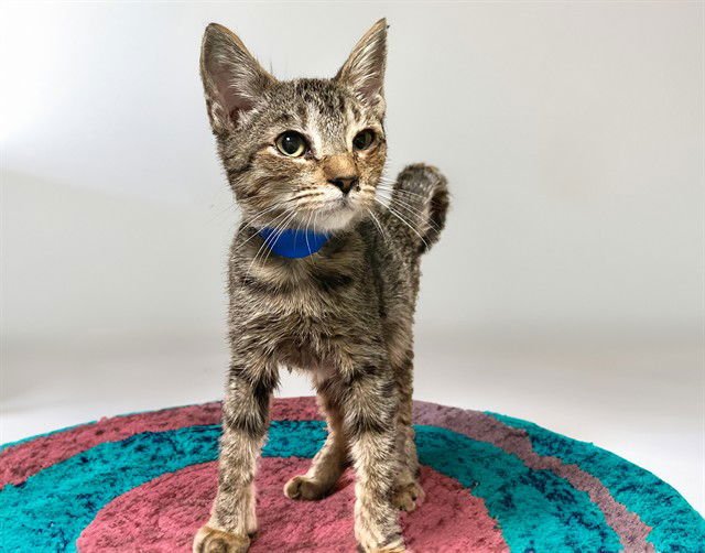 PAOLO - Domestic Short Hair available for adoption