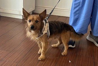 MARSHMALLOW - Dachshund / Jack Russell Terrier (Parson Russell Terrier) available for adoption