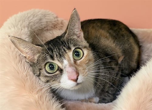 MARIPOSA - Domestic Short Hair available for adoption