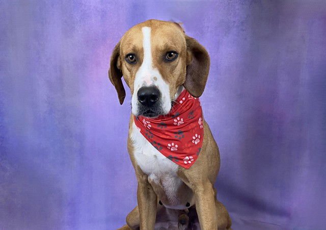 RED - Treeing Walker Coonhound available for adoption