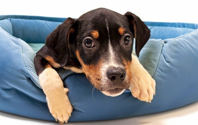 PERCY - Labrador Retriever available for adoption