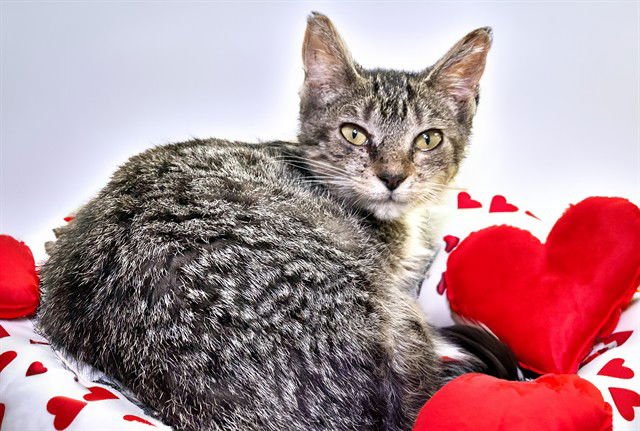 TABITA - Domestic Short Hair available for adoption