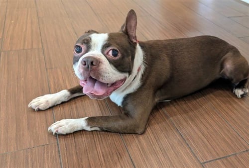 STRAY NOT AVAILABLE - Boston Terrier available for adoption