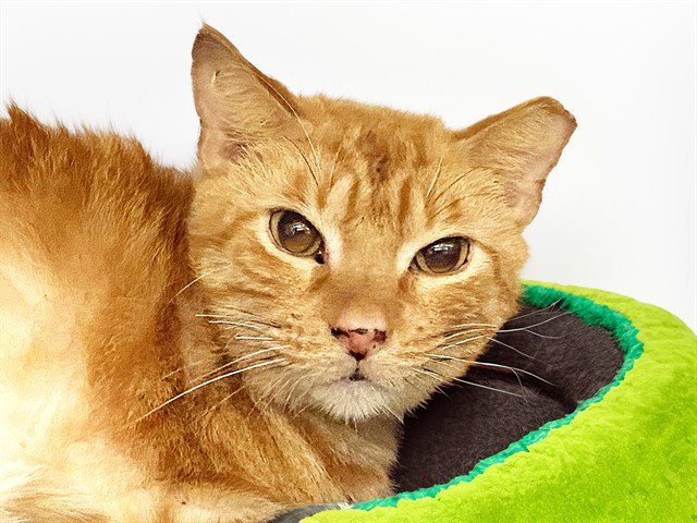 MR BUTTERS - Domestic Short Hair available for adoption