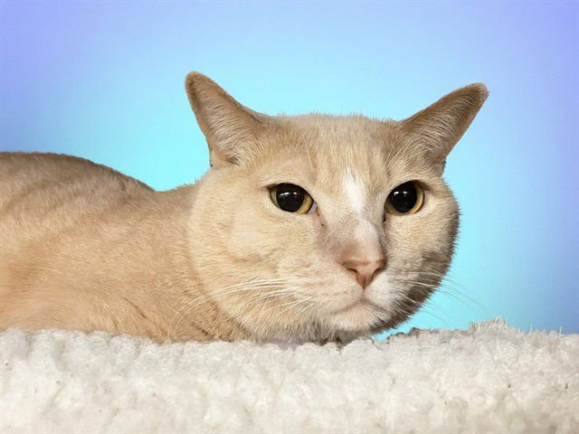 MANFRED - Domestic Short Hair available for adoption