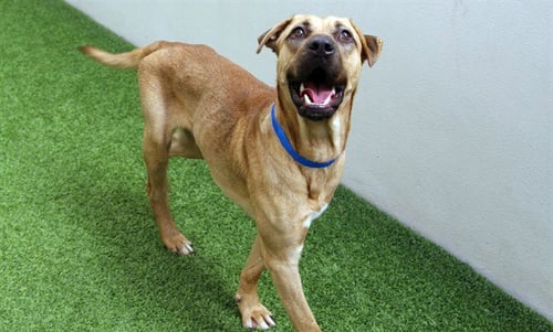 NEEDOH - Black Mouth Cur available for adoption