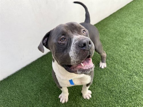 HULK - American Bulldog available for adoption