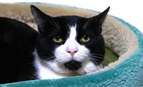MEIKO - Domestic Short Hair available for adoption