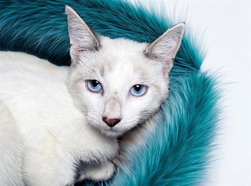 CASPER - Domestic Short Hair available for adoption