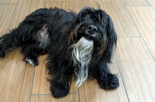 STRAY NOT AVAILABLE - Miniature Schnauzer available for adoption