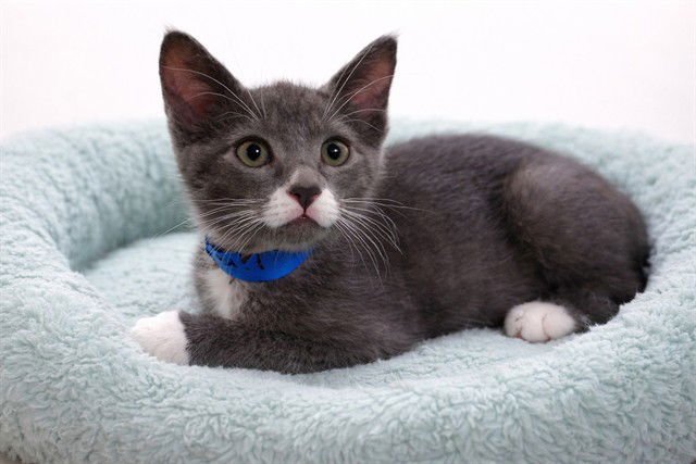 LINUS - Domestic Short Hair available for adoption