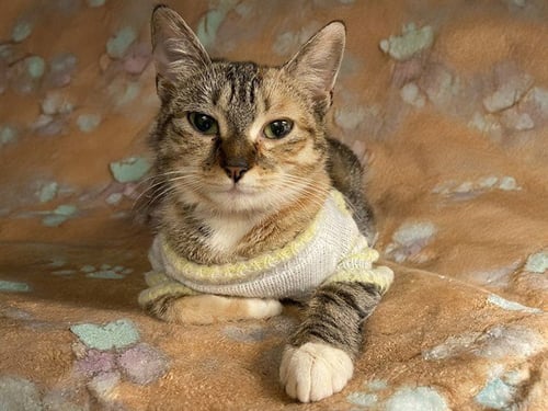 ROXIE - Domestic Short Hair available for adoption