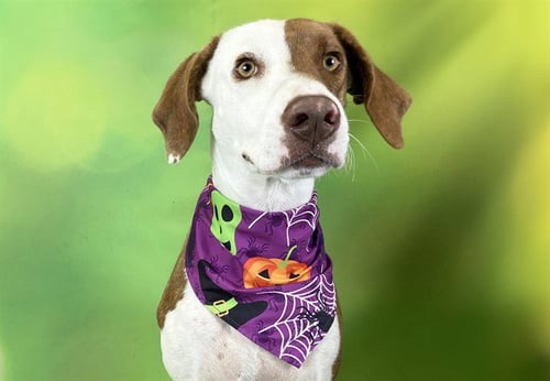 BIRDIE - Labrador Retriever available for adoption
