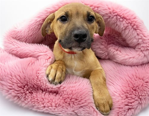 BLYTHE - Labrador Retriever available for adoption