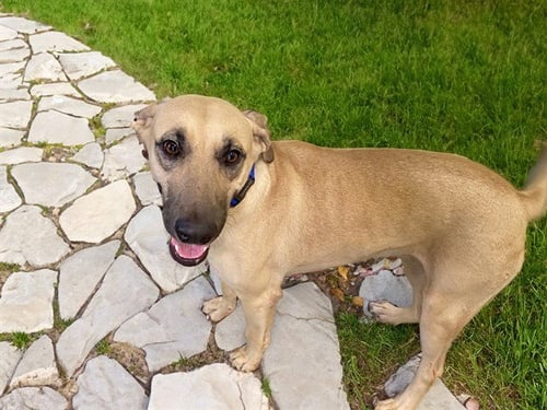 ARENA - Labrador Retriever available for adoption