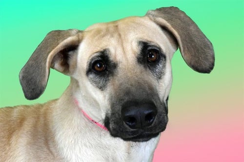 ARENA - Labrador Retriever available for adoption