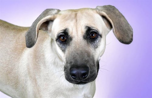 ARENA - Labrador Retriever available for adoption