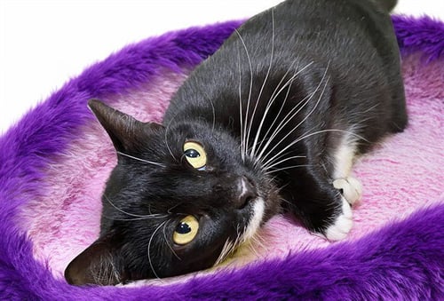 SNOOKI - Domestic Short Hair available for adoption