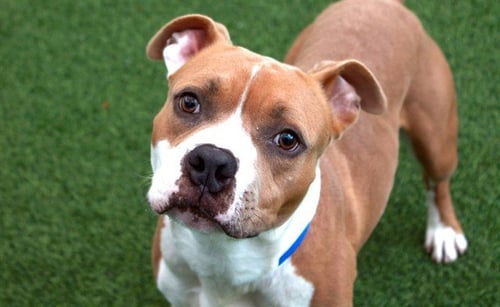 BUDDY - Boxer / American Staffordshire Terrier available for adoption