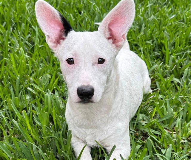 SHRIMP - Jack Russell Terrier (Parson Russell Terrier) available for adoption