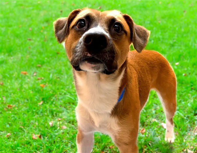 CARMELO - Pit Bull Terrier available for adoption