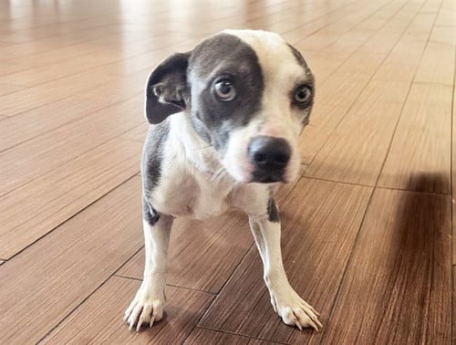 STRAY NOT AVAILABLE - Chihuahua available for adoption