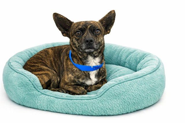 CHOCOLATE - Chihuahua available for adoption