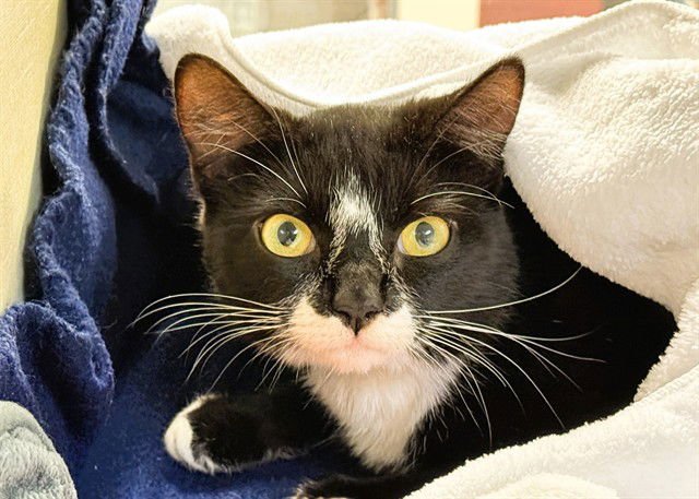 CUTIE - Domestic Short Hair available for adoption