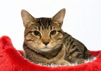 LUNA - Photo 1