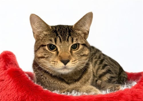 LUNA - Domestic Short Hair available for adoption