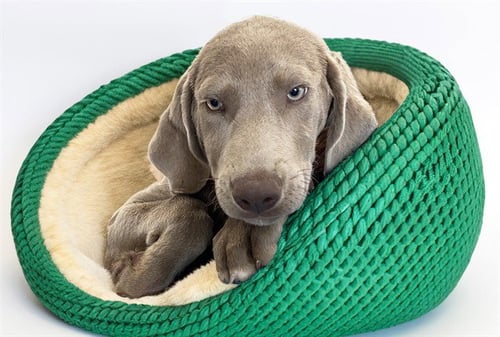 BALI - Weimaraner available for adoption