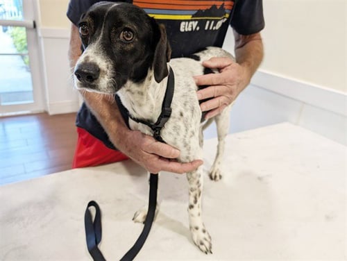 LOTUS - English Pointer available for adoption