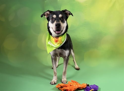RANGER - German Shepherd Dog available for adoption