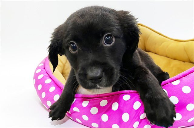 YELENA - Labrador Retriever available for adoption