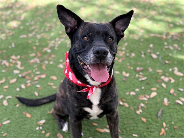 SCOUT - Dutch Shepherd available for adoption